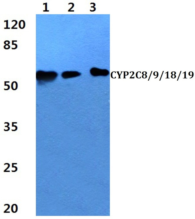 Cytochrome P450 Pan Antibody in Western Blot (WB)