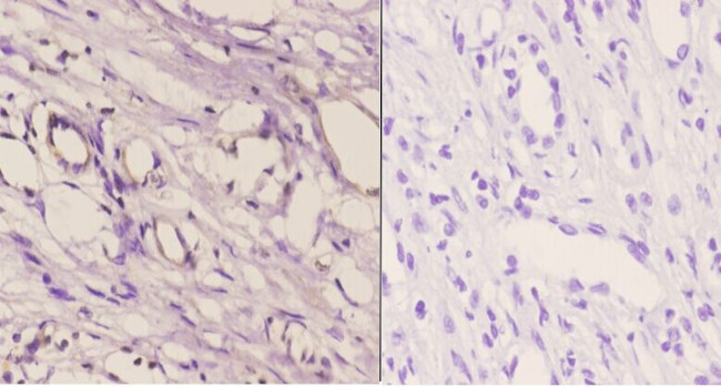 CDH16 Antibody in Immunohistochemistry (Paraffin) (IHC (P))