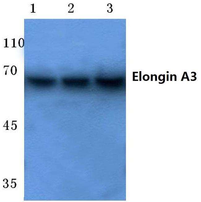 ELOA3 Antibody in Western Blot (WB)