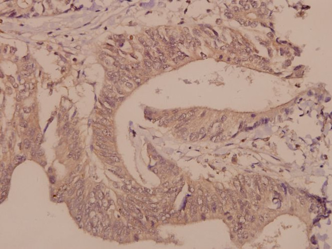 DGKQ Antibody in Immunohistochemistry (Paraffin) (IHC (P))
