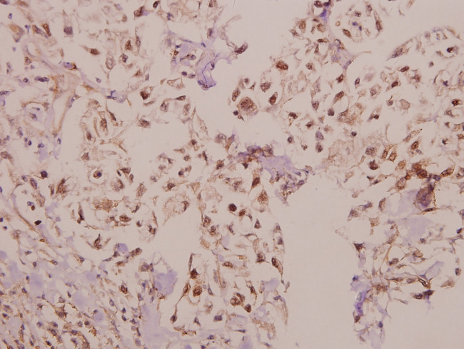 Laminin alpha-4 Antibody in Immunohistochemistry (Paraffin) (IHC (P))