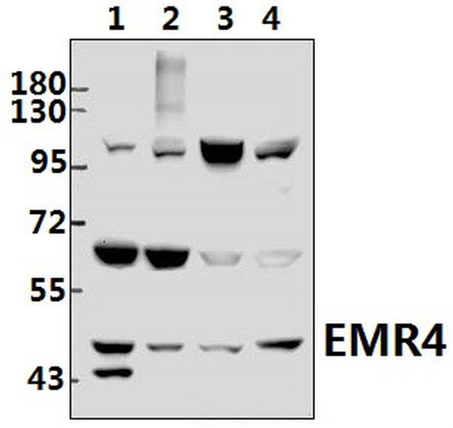 EMR4 Antibody in Western Blot (WB)