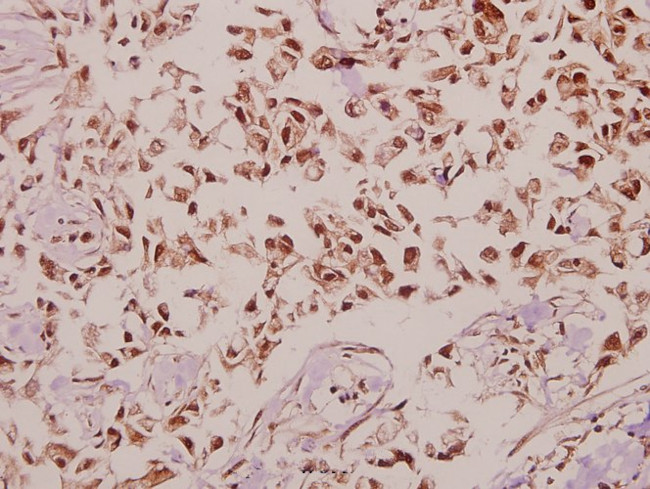 DNAJB4 Antibody in Immunohistochemistry (Paraffin) (IHC (P))