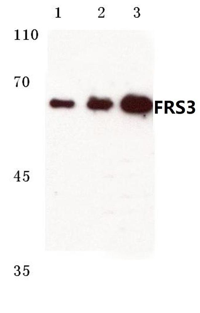 FRS3 Antibody in Western Blot (WB)