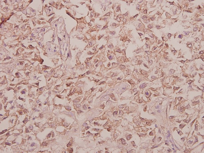 Arylsulfatase F Antibody in Immunohistochemistry (Paraffin) (IHC (P))