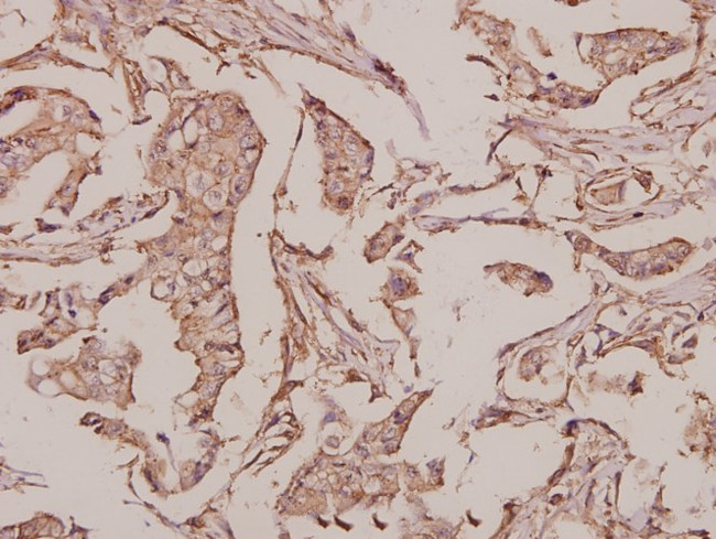 INSL4 Antibody in Immunohistochemistry (Paraffin) (IHC (P))