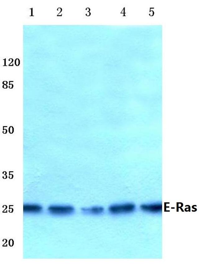 ERAS Antibody in Western Blot (WB)