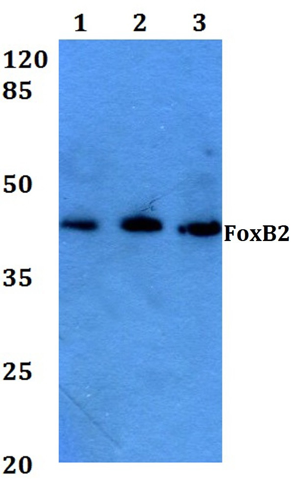FOXB2 Antibody in Western Blot (WB)