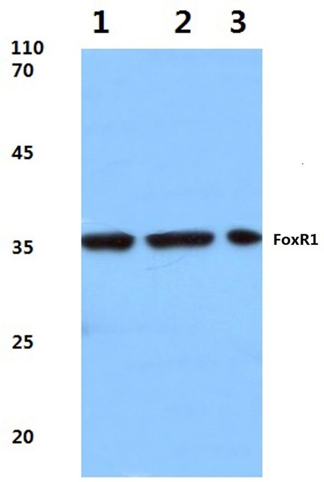 FOXR1 Antibody in Western Blot (WB)