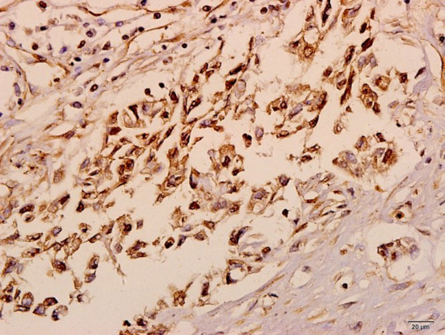 NXPH4 Antibody in Immunohistochemistry (Paraffin) (IHC (P))