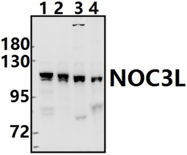 NOC3L Antibody in Western Blot (WB)