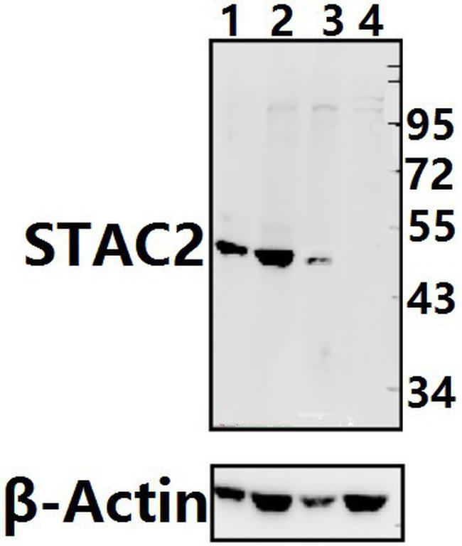 STAC2 Antibody in Western Blot (WB)