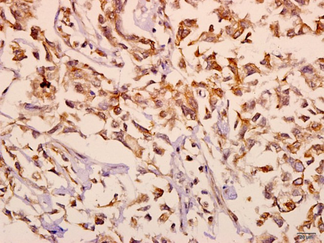 mGluR2/mGluR3 Antibody in Immunohistochemistry (Paraffin) (IHC (P))