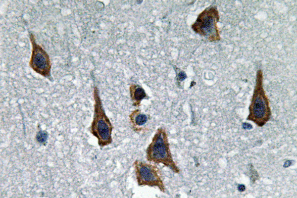 CD338 (ABCG2) Antibody in Immunohistochemistry (Paraffin) (IHC (P))
