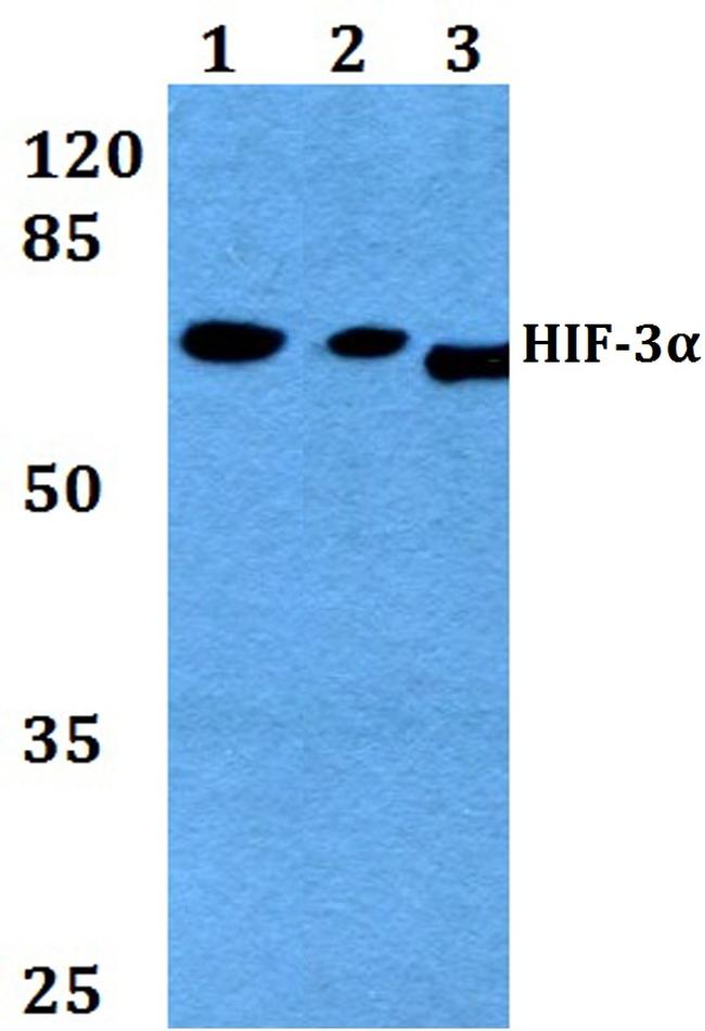 HIF3A Antibody in Western Blot (WB)