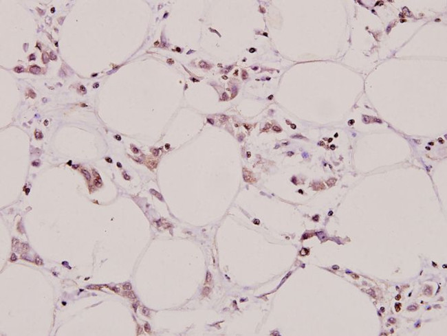 Aquaporin 3 Antibody in Immunohistochemistry (Paraffin) (IHC (P))