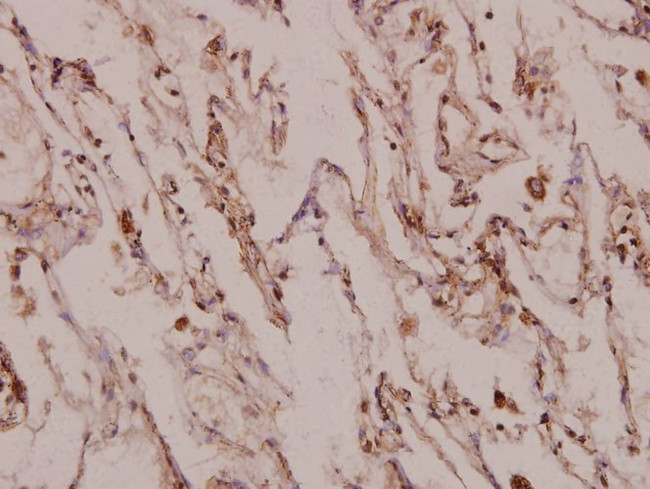 MINT3 Antibody in Immunohistochemistry (Paraffin) (IHC (P))