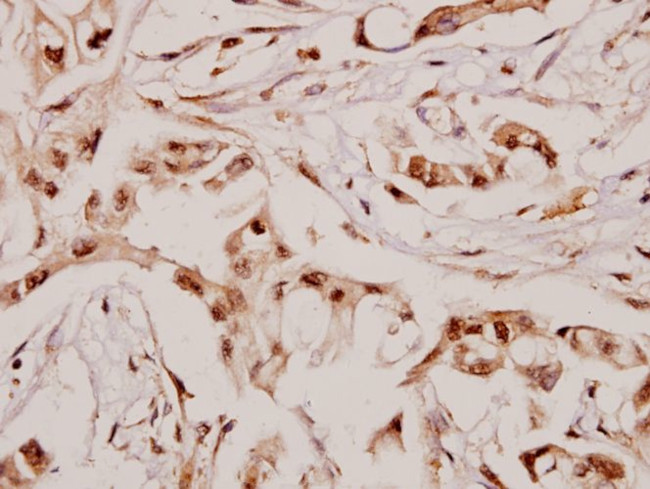 ANGPTL7 Antibody in Immunohistochemistry (Paraffin) (IHC (P))
