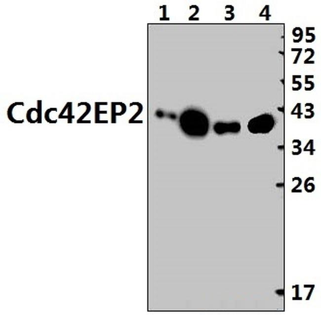 Cdc42EP2 Antibody in Western Blot (WB)
