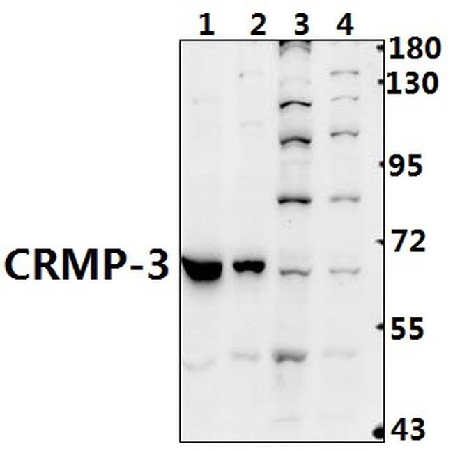 CRMP3 Antibody in Western Blot (WB)