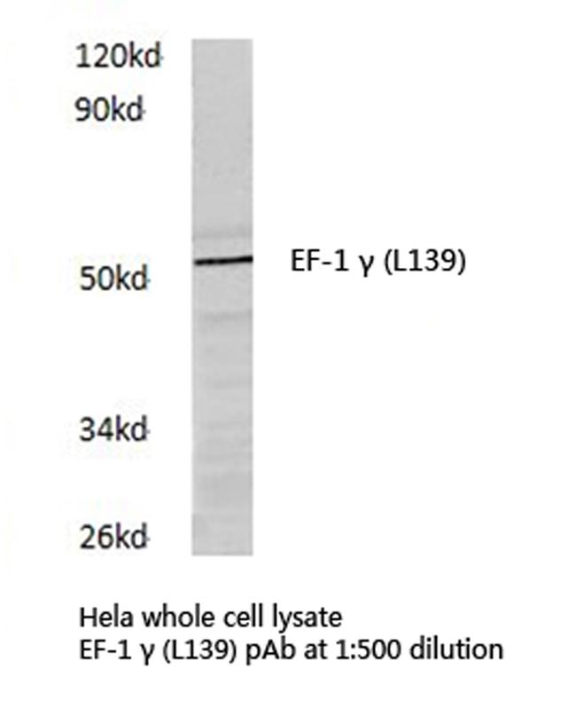 EEF1G Antibody in Western Blot (WB)