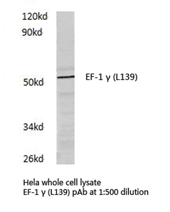 EEF1G Antibody in Western Blot (WB)