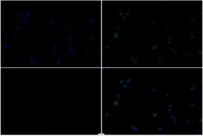 MDFI Antibody in Immunocytochemistry (ICC/IF)
