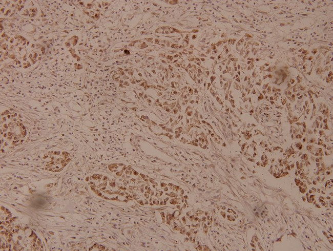 ZP1 Antibody in Immunohistochemistry (Paraffin) (IHC (P))