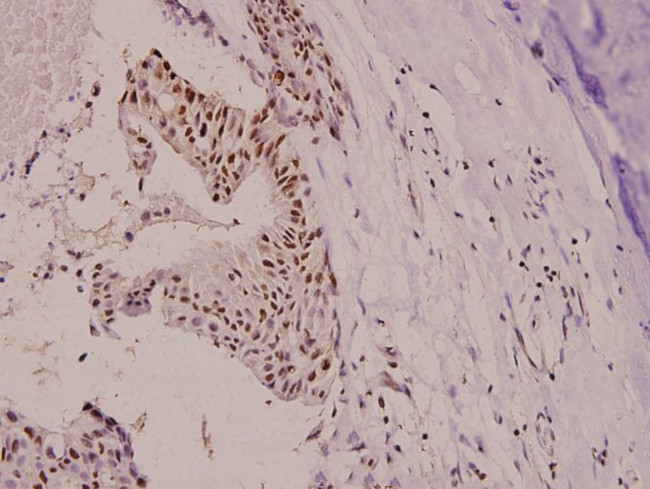 Phospho-p130Cas (Tyr410) Antibody in Immunohistochemistry (Paraffin) (IHC (P))