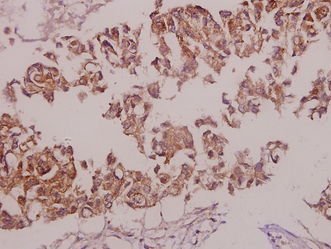 Phospho-nNOS (Ser852) Antibody in Immunohistochemistry (Paraffin) (IHC (P))