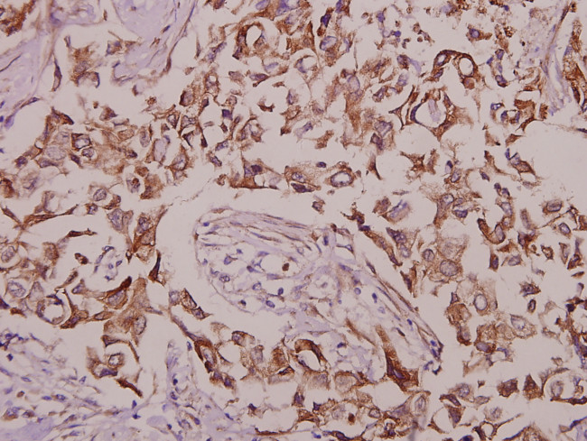 Phospho-CaMKIV (Thr196, Thr200) Antibody in Immunohistochemistry (Paraffin) (IHC (P))