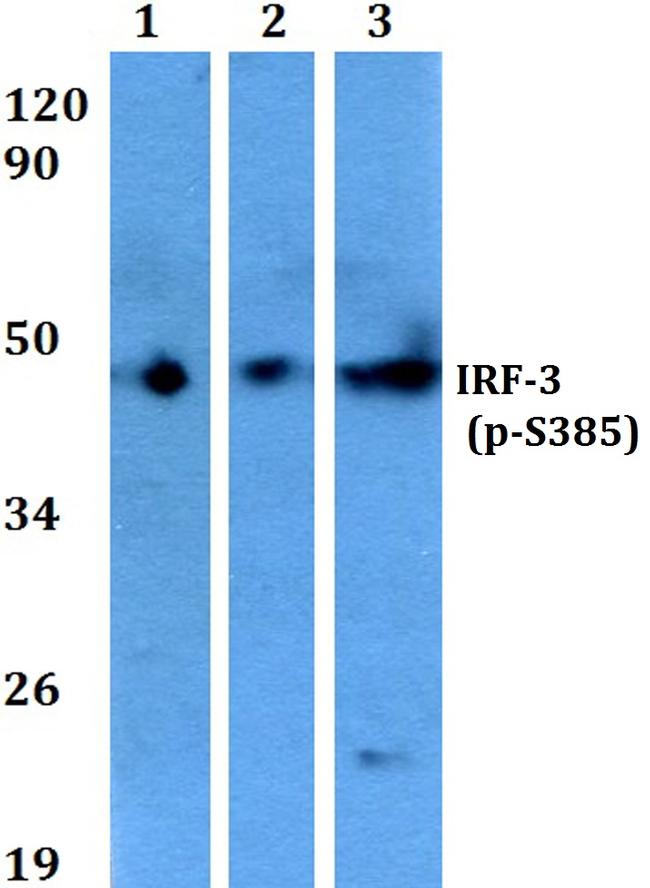 Phospho-IRF3 (Ser385) Antibody in Western Blot (WB)