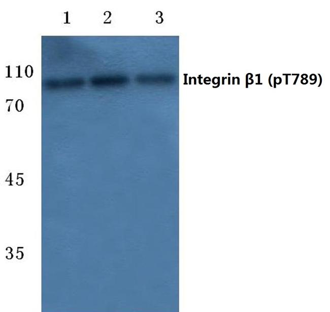 Phospho-ITGB1 (Thr789) Antibody in Western Blot (WB)