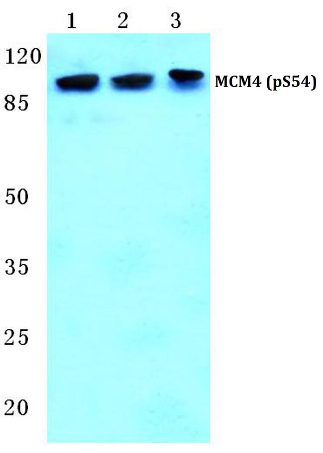 Phospho-MCM4 (Ser54) Antibody in Western Blot (WB)