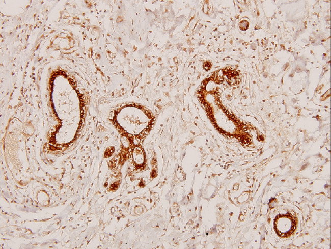 Phospho-LKB1 (Ser428) Antibody in Immunohistochemistry (Paraffin) (IHC (P))