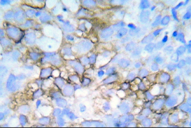 Phospho-HSP27 (Ser78, Ser82) Antibody in Immunohistochemistry (Paraffin) (IHC (P))