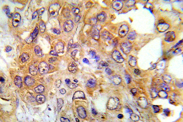 AMPK alpha-1,2 Antibody in Immunohistochemistry (Paraffin) (IHC (P))