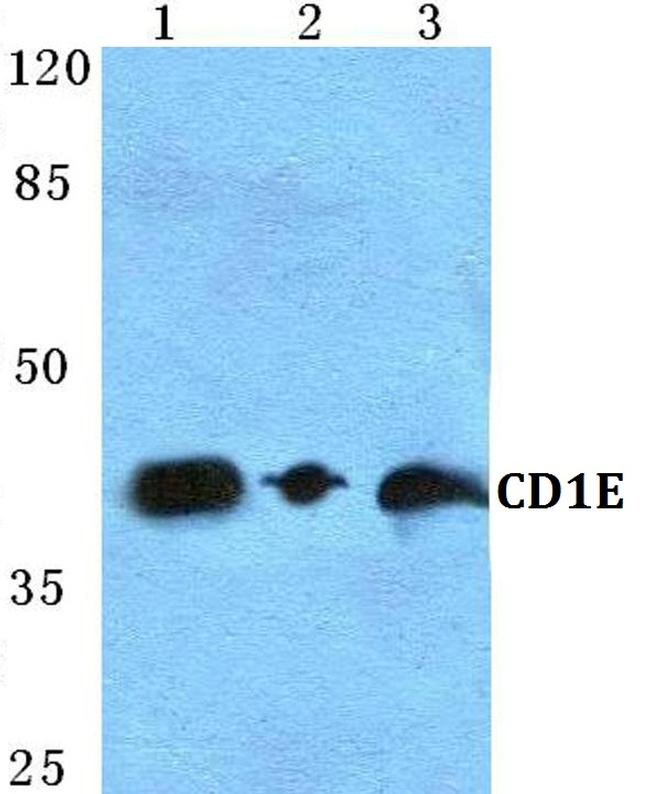 CD1e Antibody in Western Blot (WB)