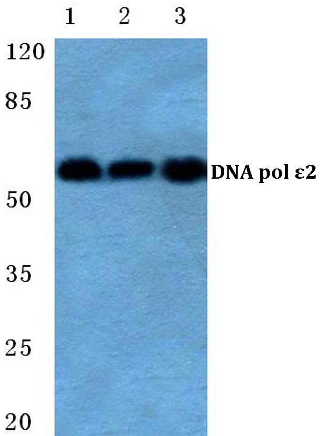 POLE2 Antibody in Western Blot (WB)