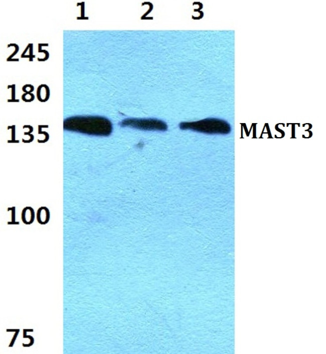 MAST3 Antibody in Western Blot (WB)