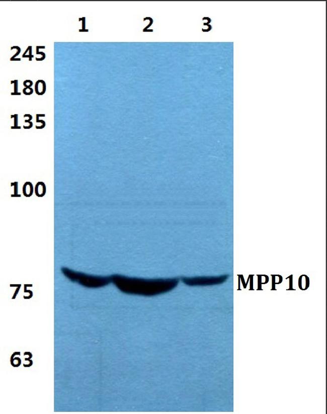 MPP10 Antibody in Western Blot (WB)