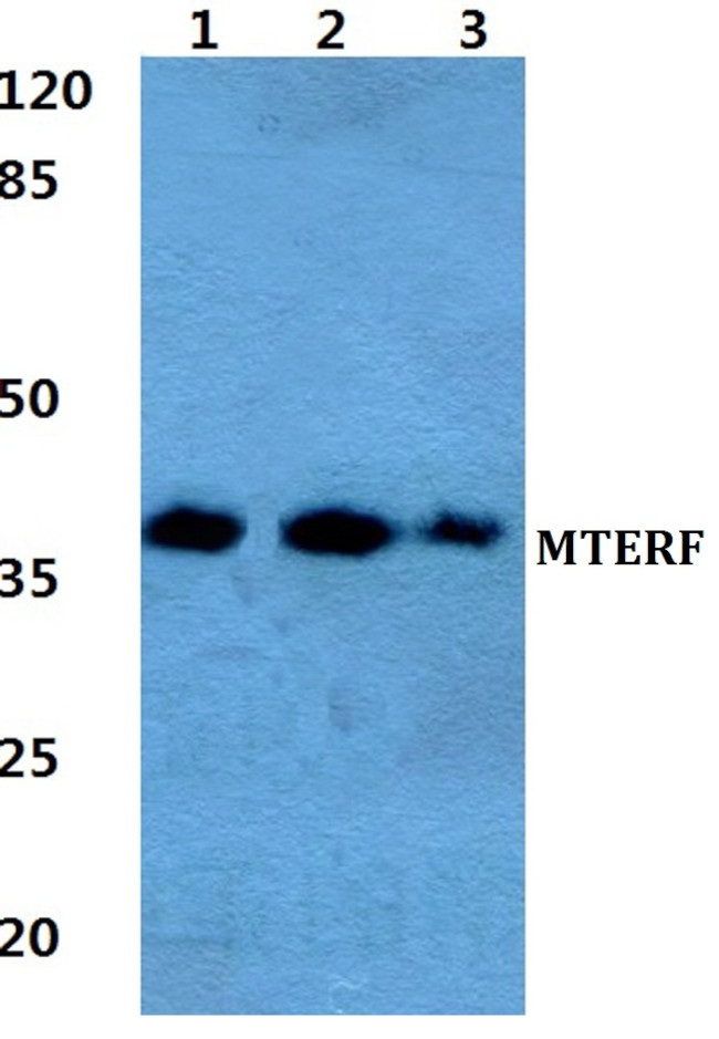 MTERF Antibody in Western Blot (WB)