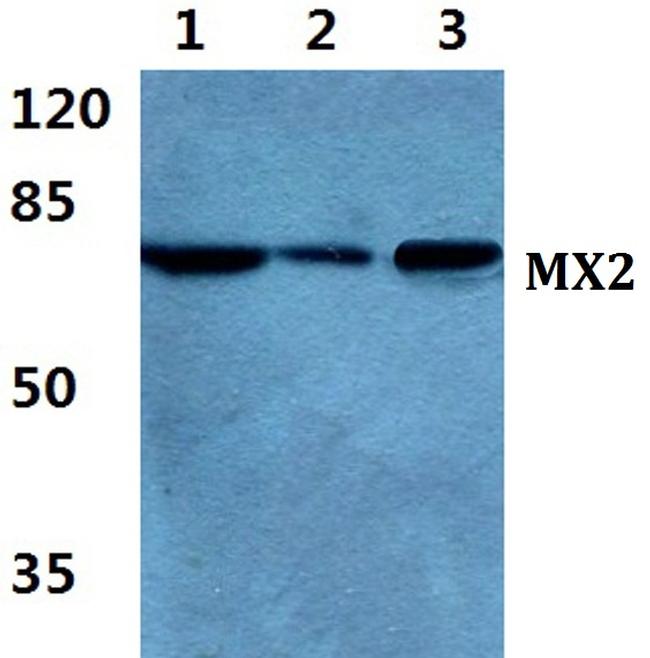 MX2 Antibody in Western Blot (WB)