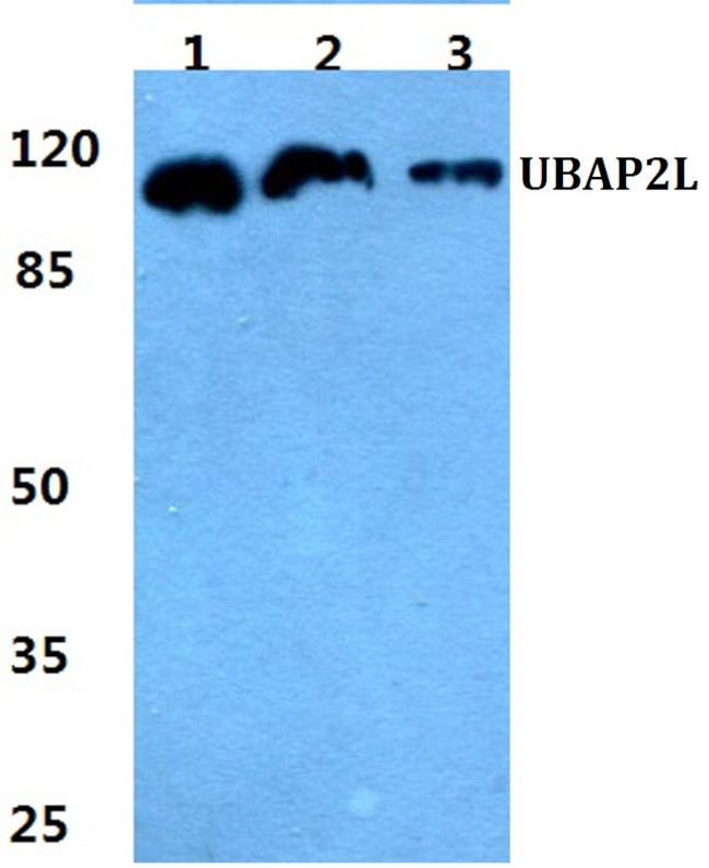 UBAP2L Antibody in Western Blot (WB)