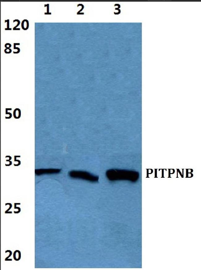 PITPNB Antibody in Western Blot (WB)