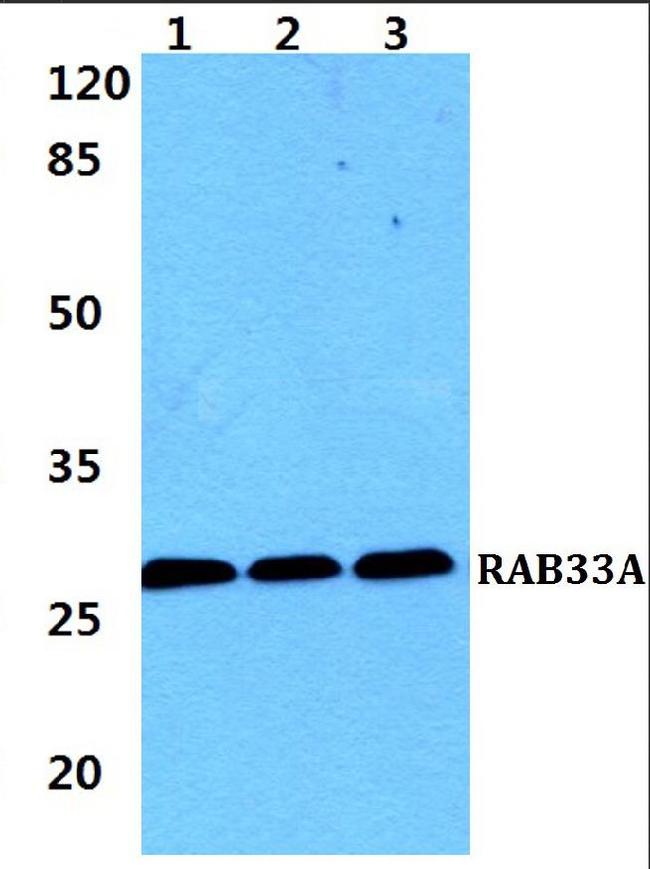 RAB33A Antibody in Western Blot (WB)