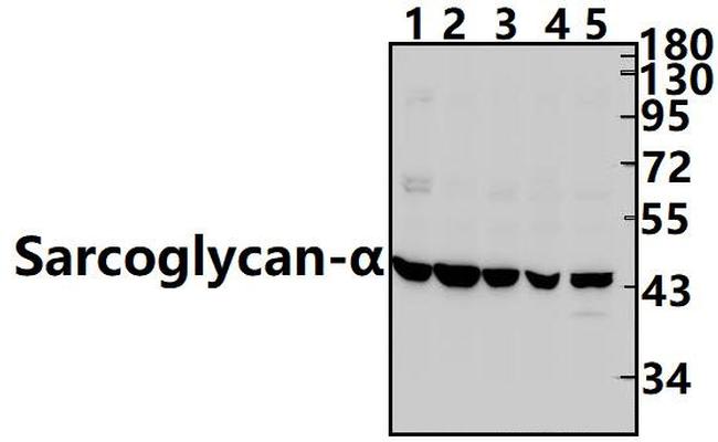 Alpha Sarcoglycan Antibody in Western Blot (WB)