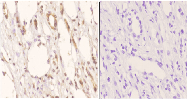 SSBP2 Antibody in Immunohistochemistry (Paraffin) (IHC (P))