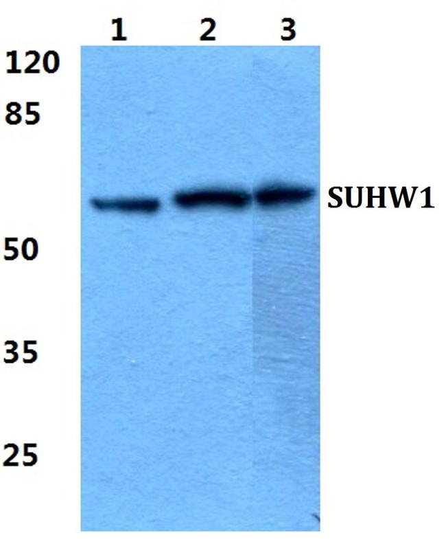 ZNF280A Antibody in Western Blot (WB)