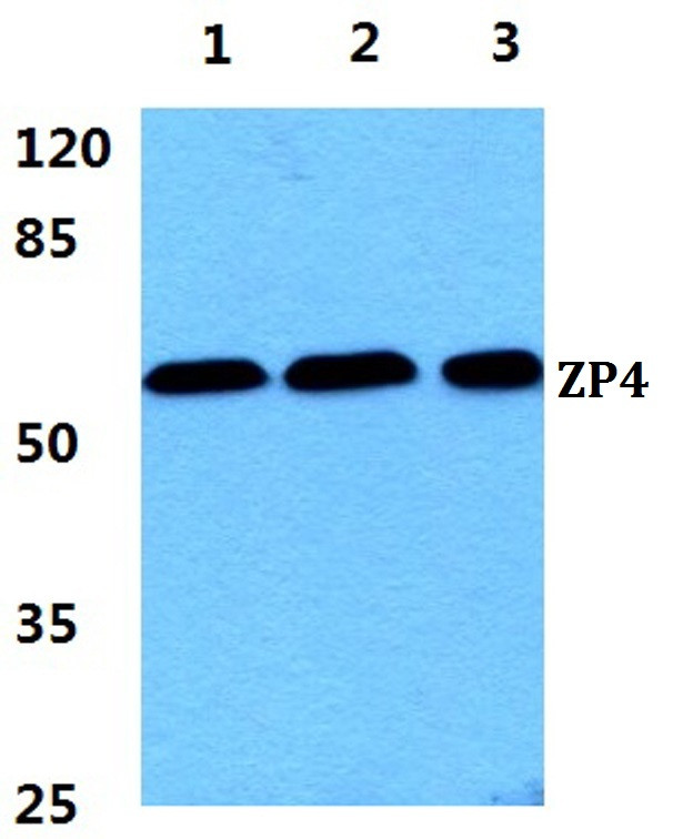 ZP4 Antibody in Western Blot (WB)